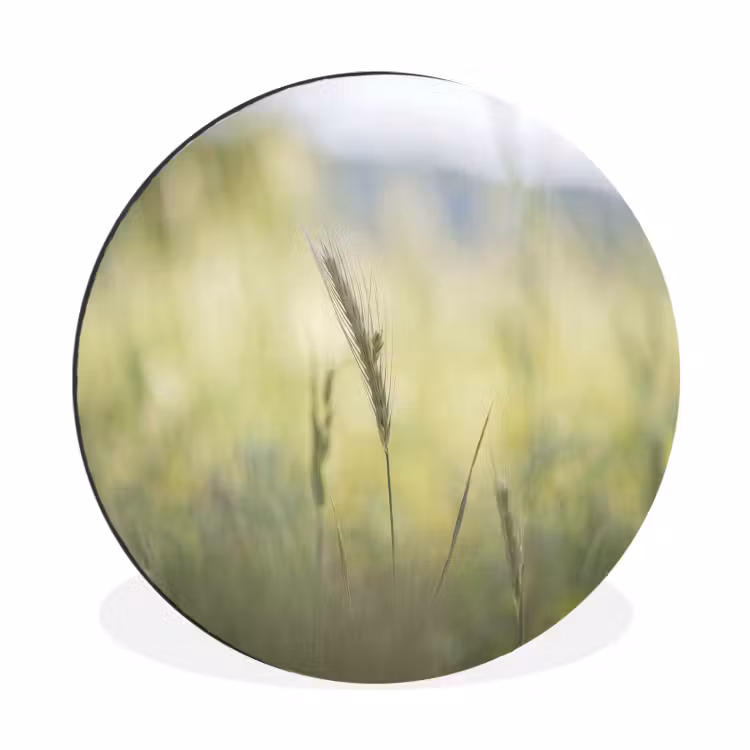 Graan - Aar - Natuur - Groen - Detail Wandcirkel aluminium klein -3d