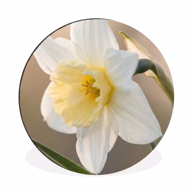 Narcis - Bloem - Minimalistisch Wandcirkel aluminium klein -3d