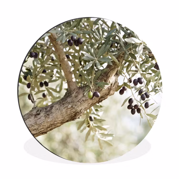 Alu-Dibond-Bild Rund - Olivenbaum – Zweig – grün - Olijfboom - tak - groen Wandcirkel aluminium klein