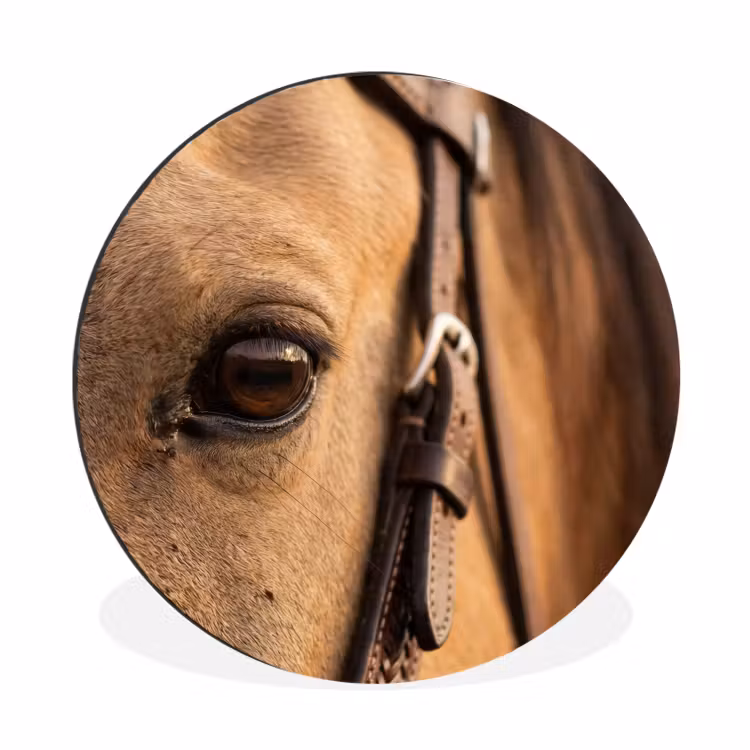 Paard - Oog - Bruin Wandcirkel aluminium klein -3d