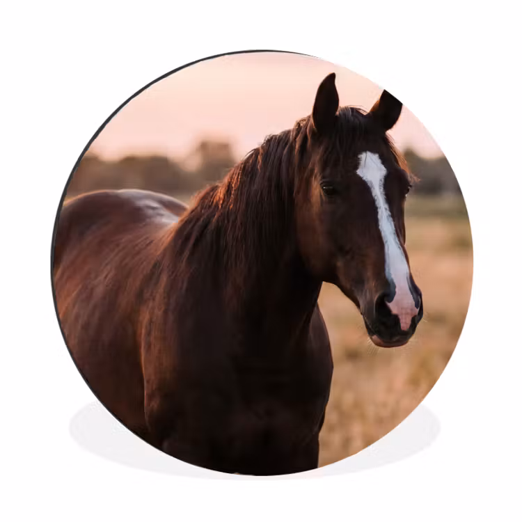 Paard - Zonsondergang - Bruin Wandcirkel aluminium klein -3d