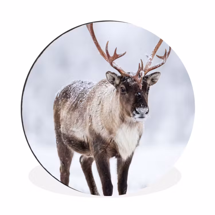 Rendier - Gewei - Toendra - Sneeuw - Wild Wandcirkel aluminium klein -3d