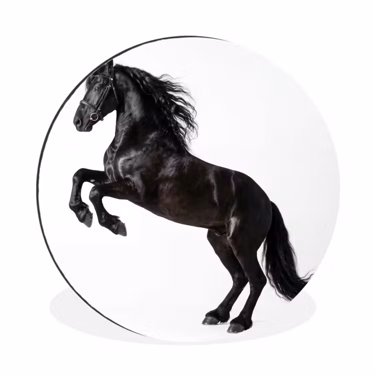 Zwart - Paard - Portret Wandcirkel aluminium klein -3d
