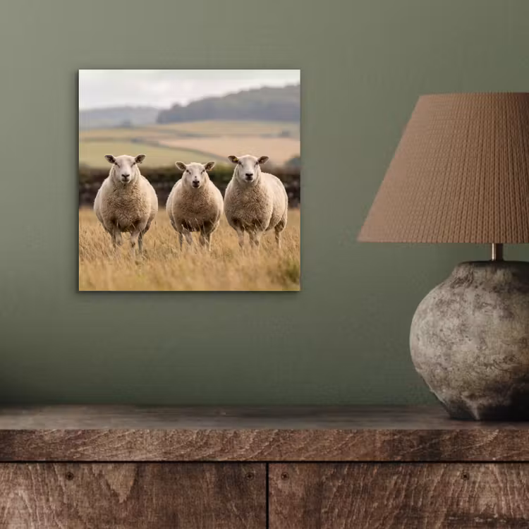Schapen - Weidenlandschap - Heuvels aluminium wit klein -sfeer2
