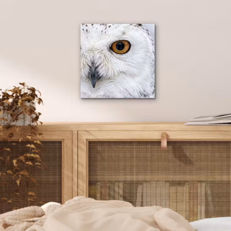 Sneeuwuil - Oog - Wildlife - Wit aluminium wit klein -sfeer3