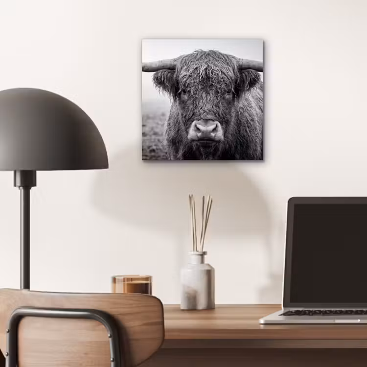 Schotse hooglander - Zwart - Wit - Gras aluminium wit klein -sfeer5