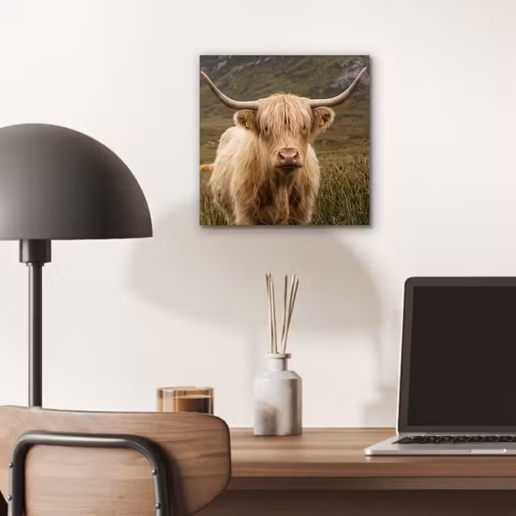 Schotse hooglander - Bergen - Grasveld aluminium wit klein -sfeer5