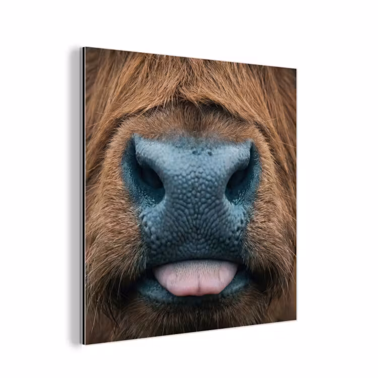 Schotse hooglander - Neus - Bruin aluminium wit klein -3d
