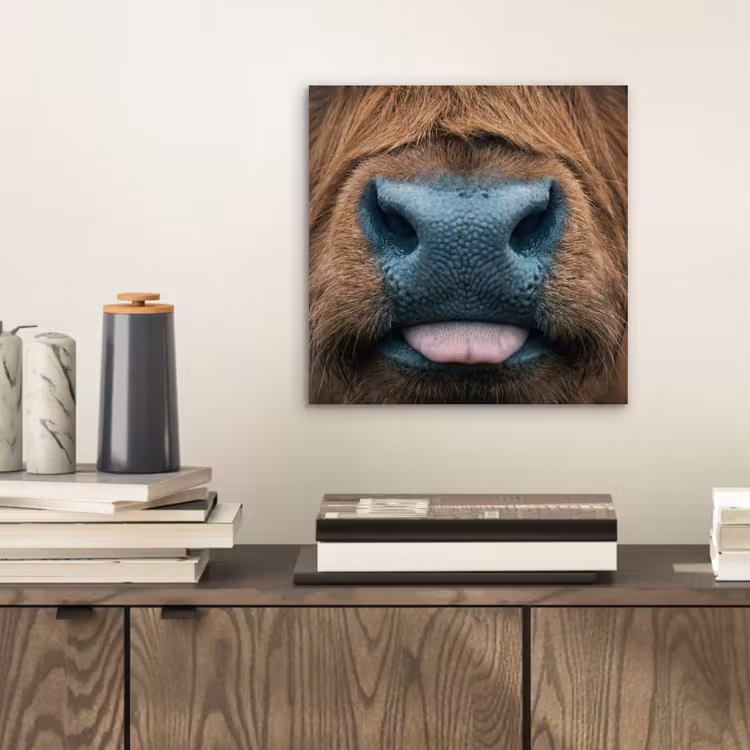 Schotse hooglander - Neus - Bruin aluminium wit klein -sfeer1