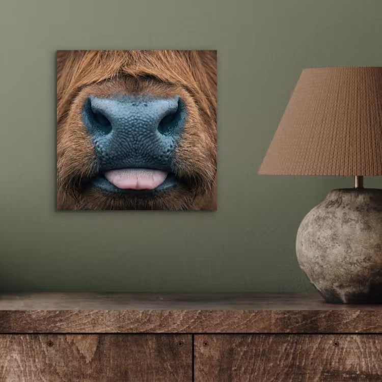 Schotse hooglander - Neus - Bruin aluminium wit klein -sfeer2