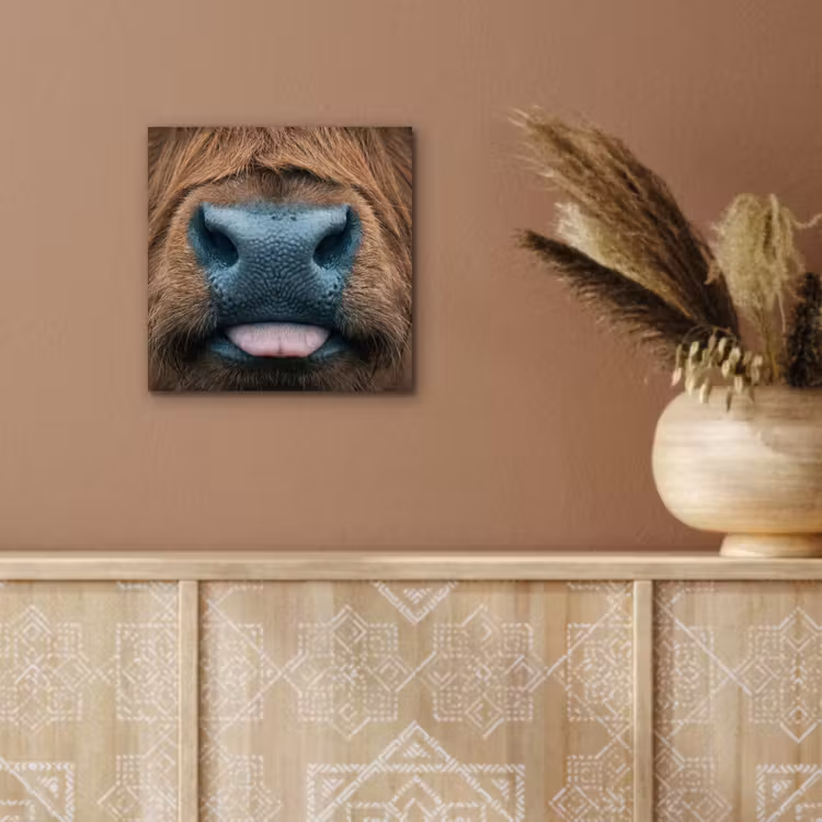 Schotse hooglander - Neus - Bruin aluminium wit klein -sfeer4