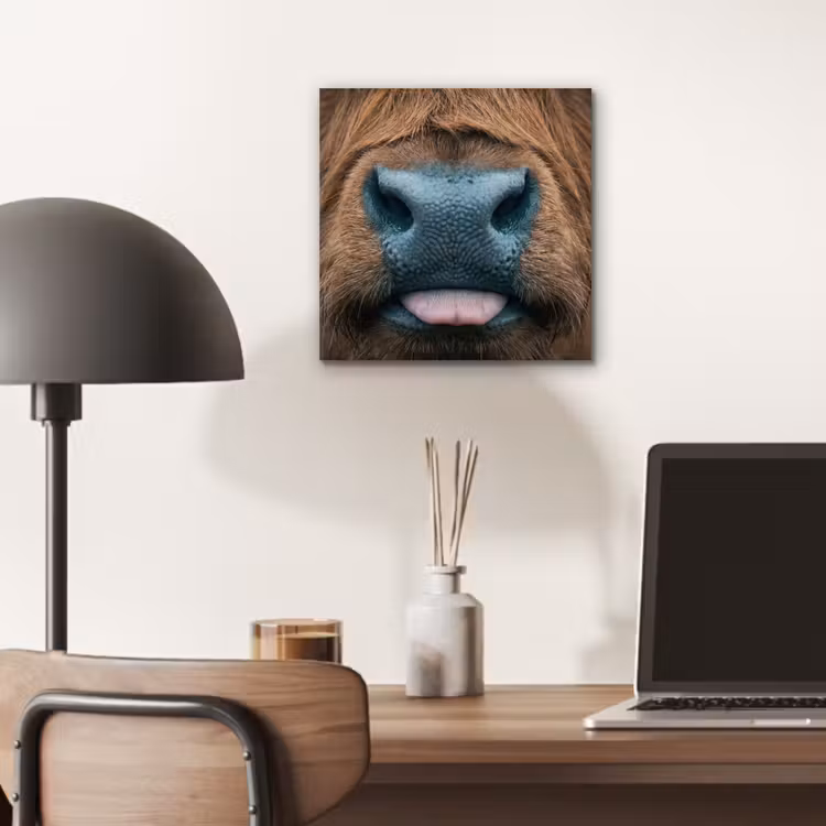 Schotse hooglander - Neus - Bruin aluminium wit klein -sfeer5