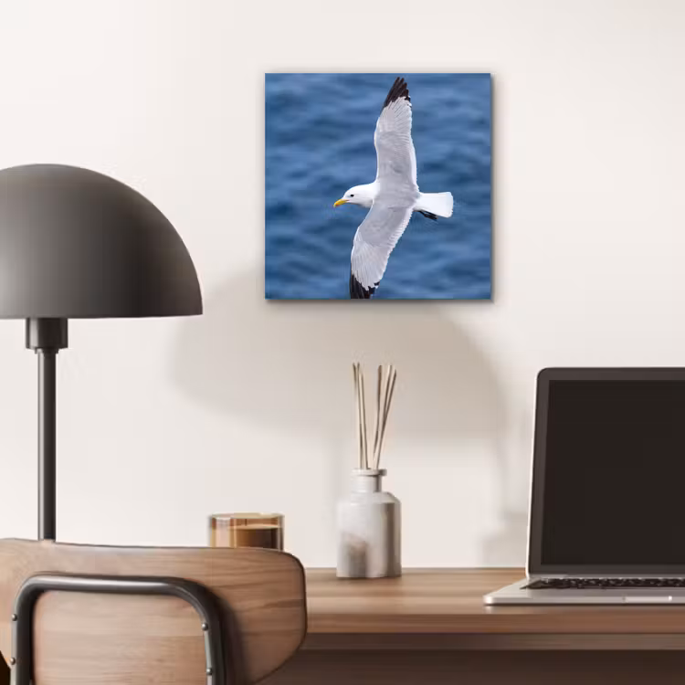 Zeemeeuw - Oceaan - Blauw aluminium wit klein -sfeer5