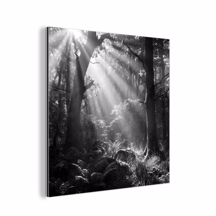 Bos - Lichtstralen - Natuur - Zwart-wit aluminium wit klein -3d