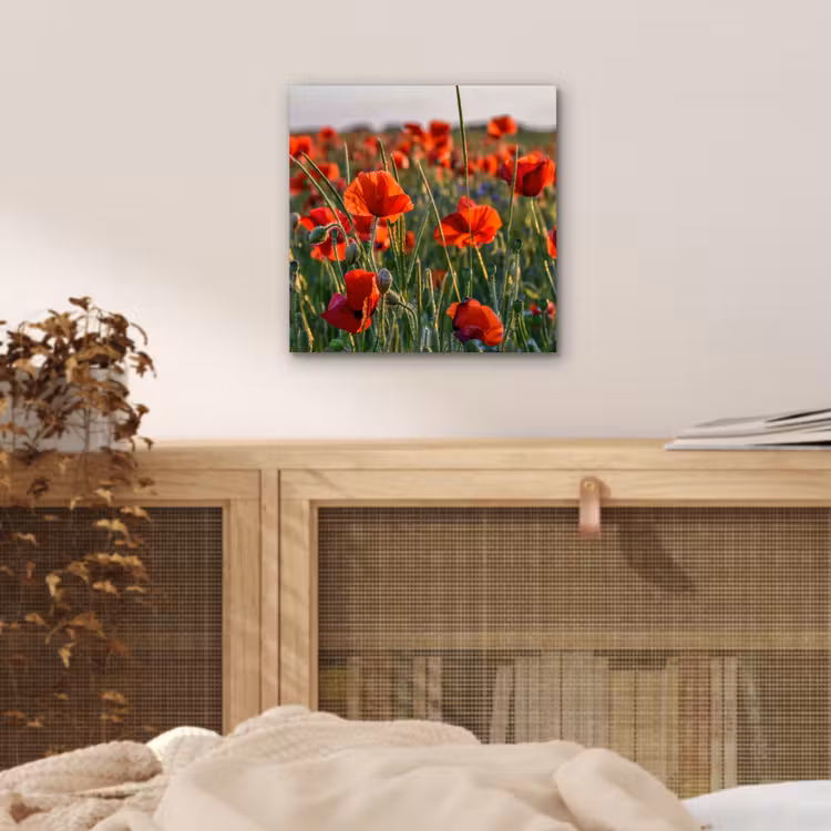 Bloemen - Klaprozen - Natuur - Rood aluminium wit klein -sfeer3