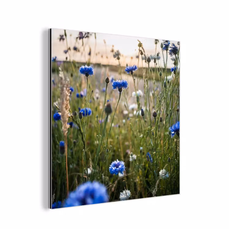 Bloemen - Zomer - Korenbloem - Blauw - Zon - Wolken aluminium wit klein -3d