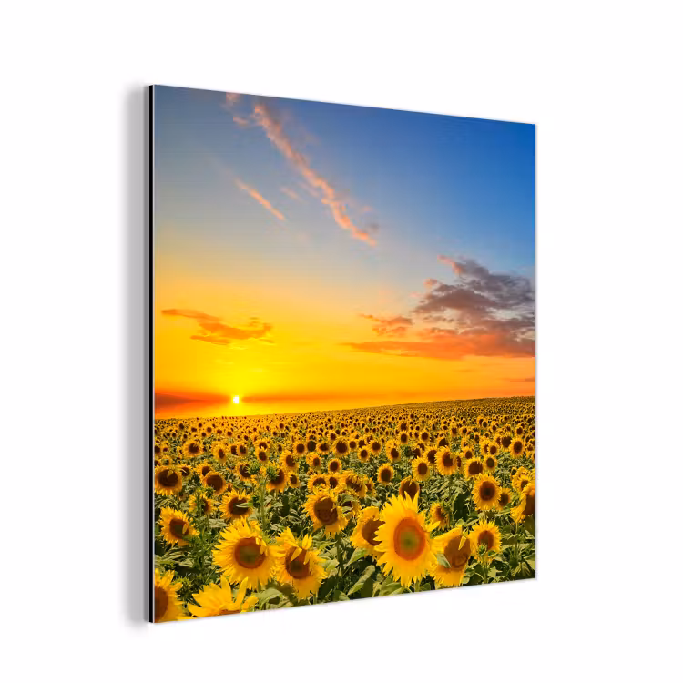 Bloemen - Zonnebloem - Zonsondergang - Nacht - Oranje aluminium wit klein -3d