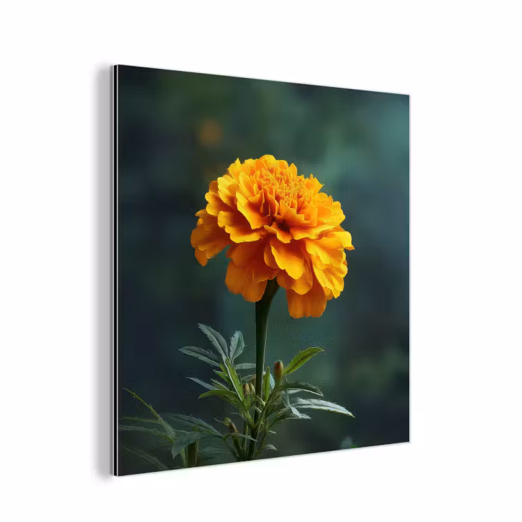 Bloemblaadjes - Afrikaan - Oranje - Wazig aluminium wit klein -3d