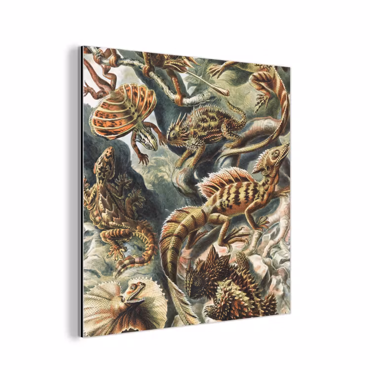 Vintage - Kunst - Ernst Haeckel - Tuinposter - Tuin aluminium wit klein -3d