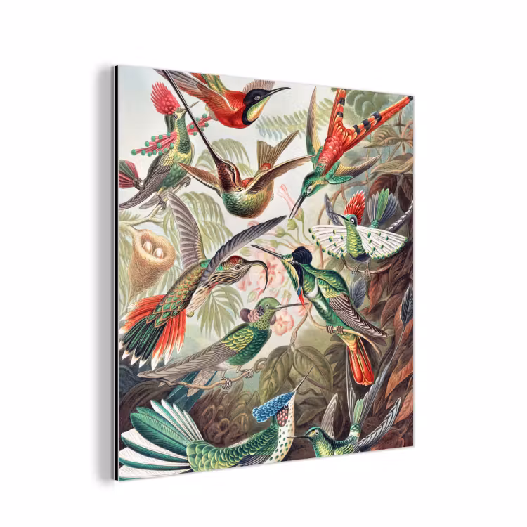 Kolibrie - Tuindecoratie - Vintage - Ernst Haeckel - Tuinposter aluminium wit klein -3d