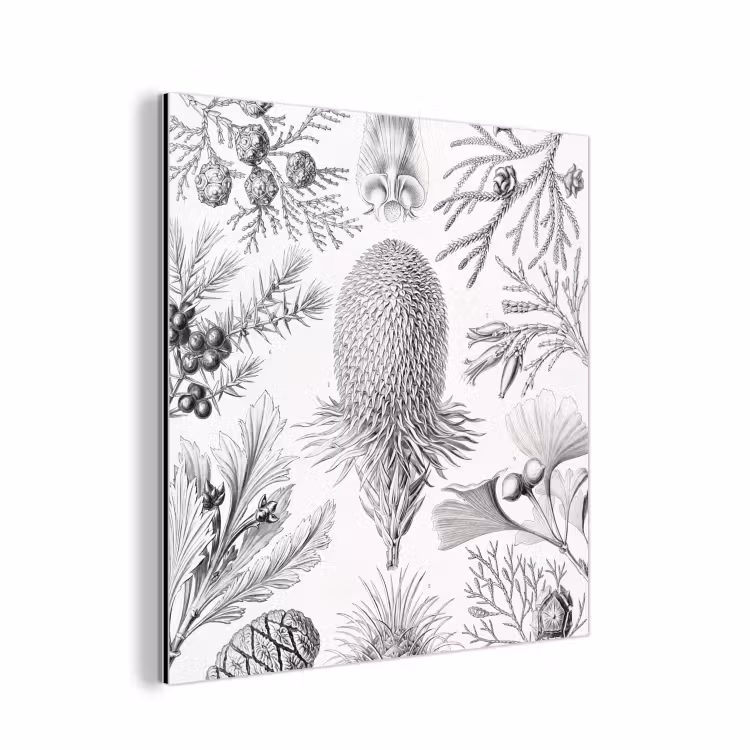 Tuinposter zwart wit - Ernst Haeckel - Kunst - Retro - Tuin aluminium wit klein -3d