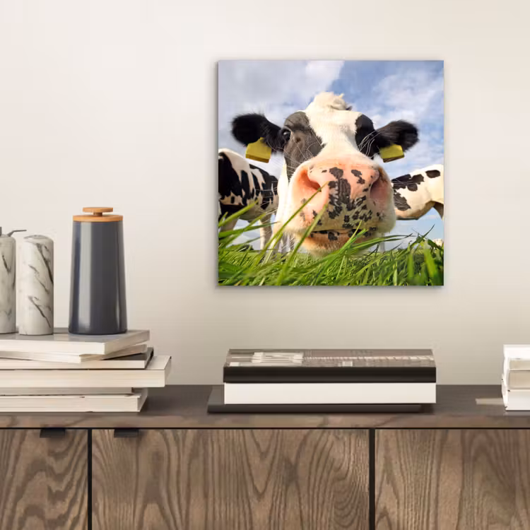 Koe - Boerderij - Gras - Dieren aluminium wit klein -sfeer1