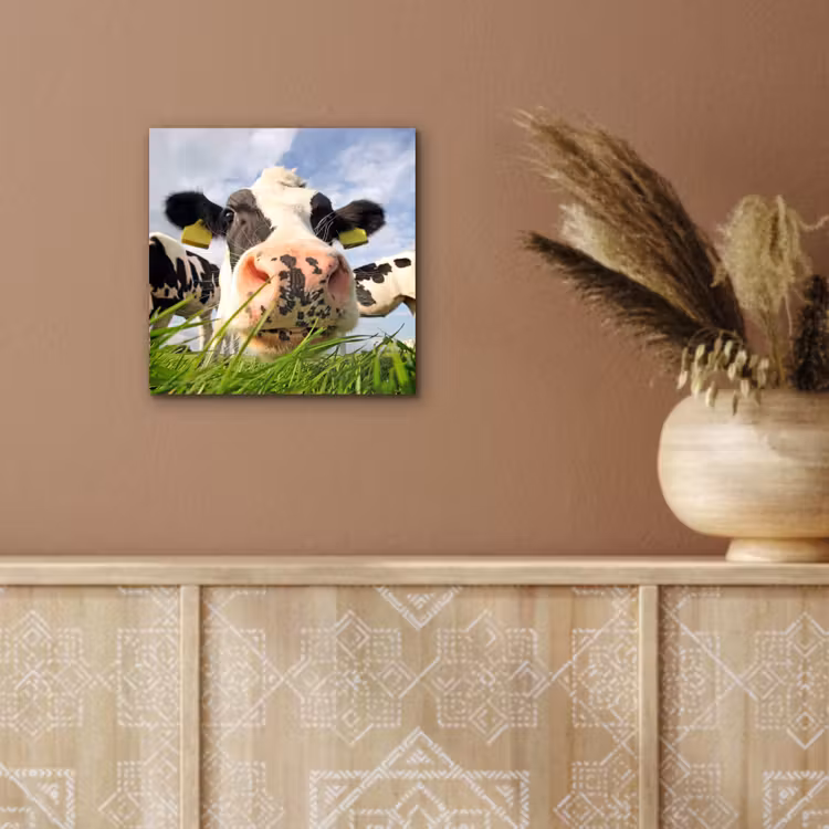 Koe - Boerderij - Gras - Dieren aluminium wit klein -sfeer4