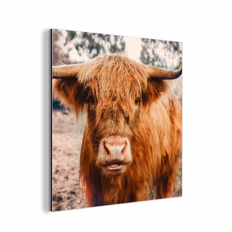 Koe- Schotse hooglander - Hoorns - Bruin - Landschap aluminium wit klein -3d