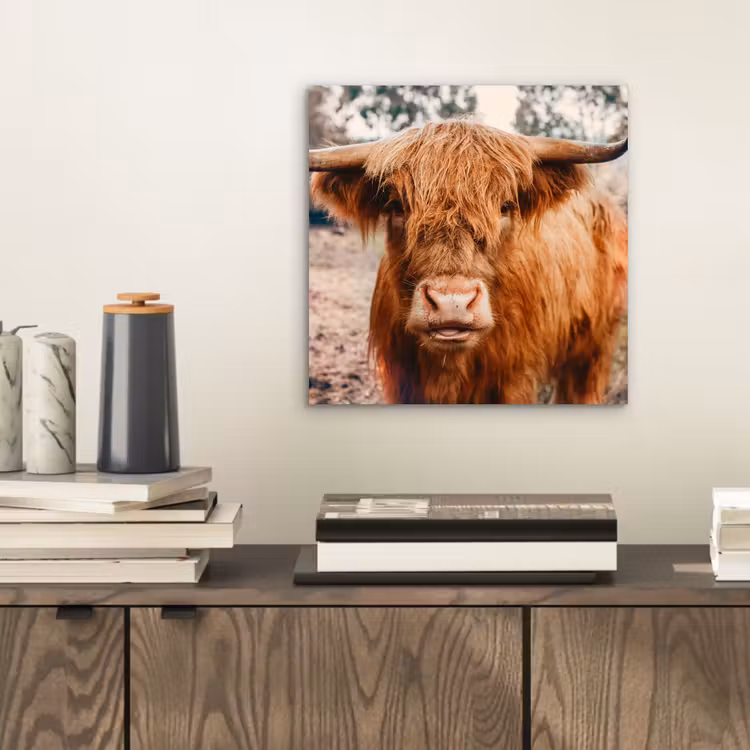 Koe- Schotse hooglander - Hoorns - Bruin - Landschap aluminium wit klein -sfeer1