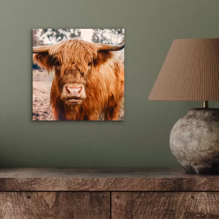 Koe- Schotse hooglander - Hoorns - Bruin - Landschap aluminium wit klein -sfeer2