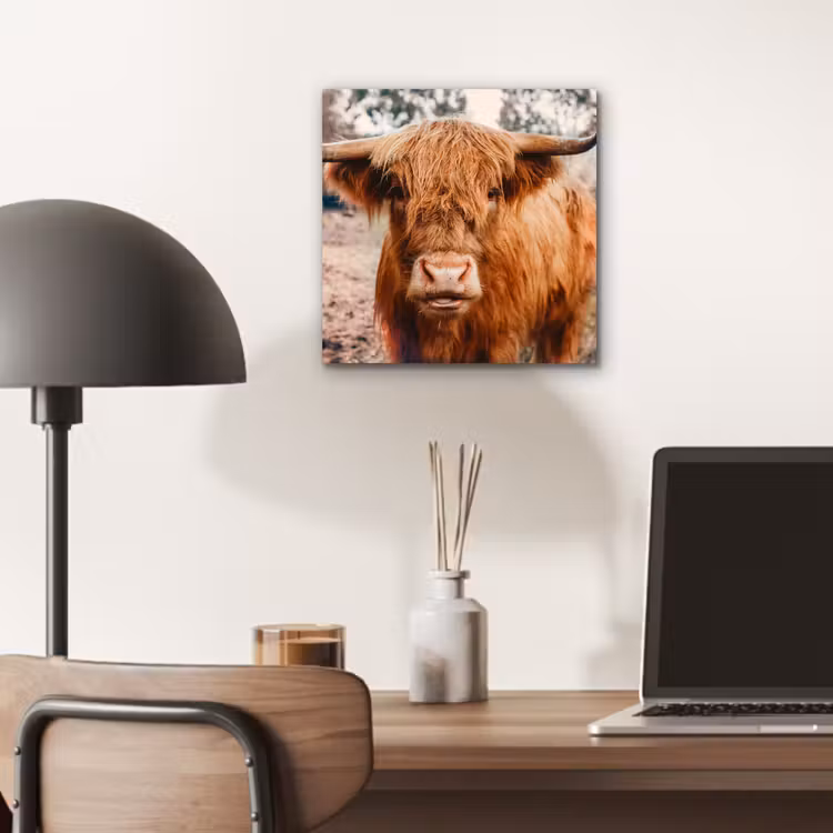 Koe- Schotse hooglander - Hoorns - Bruin - Landschap aluminium wit klein -sfeer5