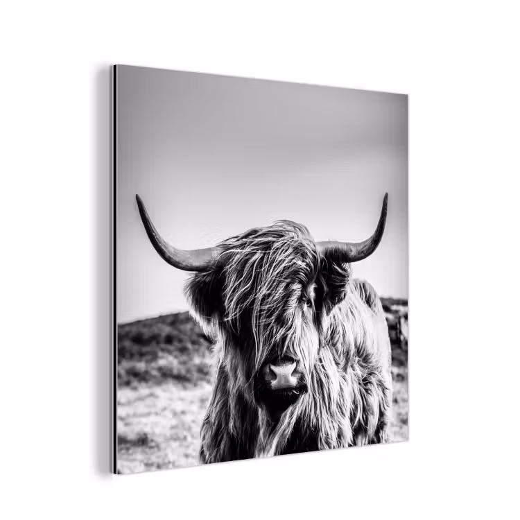 Koe - Schotse hooglander - Zwart - Wit - Dier - Natuur - Wild aluminium wit klein -3d