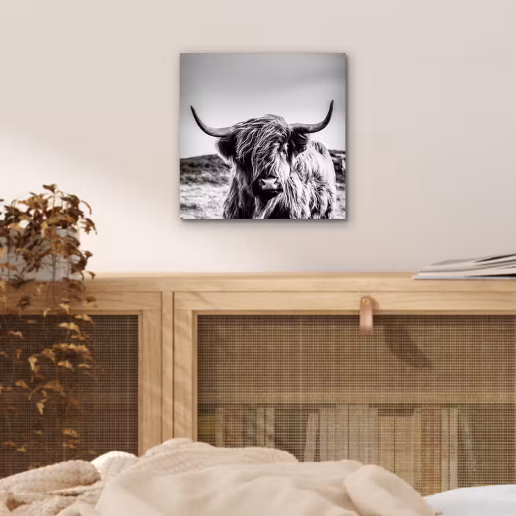 Koe - Schotse hooglander - Zwart - Wit - Dier - Natuur - Wild aluminium wit klein -sfeer3