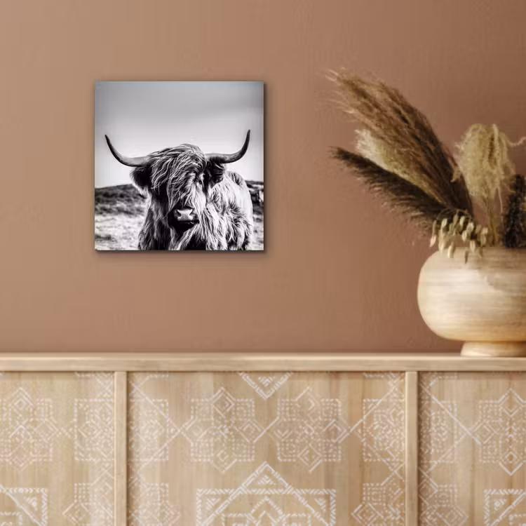 Koe - Schotse hooglander - Zwart - Wit - Dier - Natuur - Wild aluminium wit klein -sfeer4