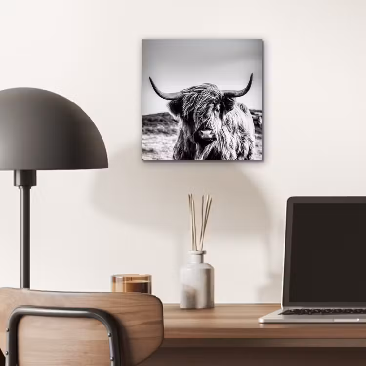 Koe - Schotse hooglander - Zwart - Wit - Dier - Natuur - Wild aluminium wit klein -sfeer5