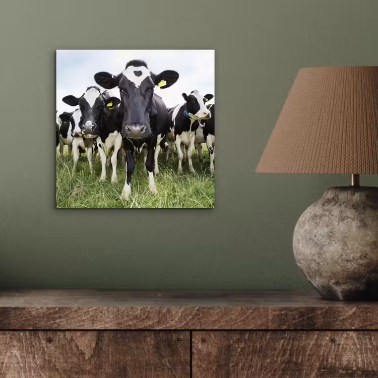 Koeien - Gras - Lente - Dieren - Weiland - Boerderij aluminium wit klein -sfeer2