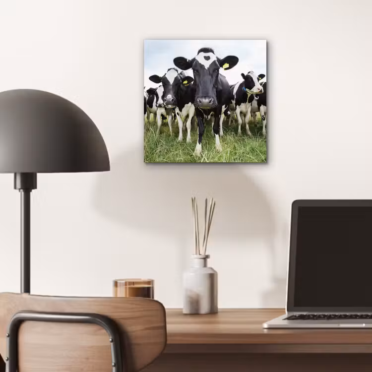 Koeien - Gras - Lente - Dieren - Weiland - Boerderij aluminium wit klein -sfeer5