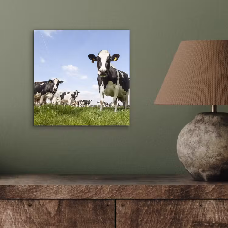 Koeien - Gras - Dieren - Zon - Boerderij aluminium wit klein -sfeer2