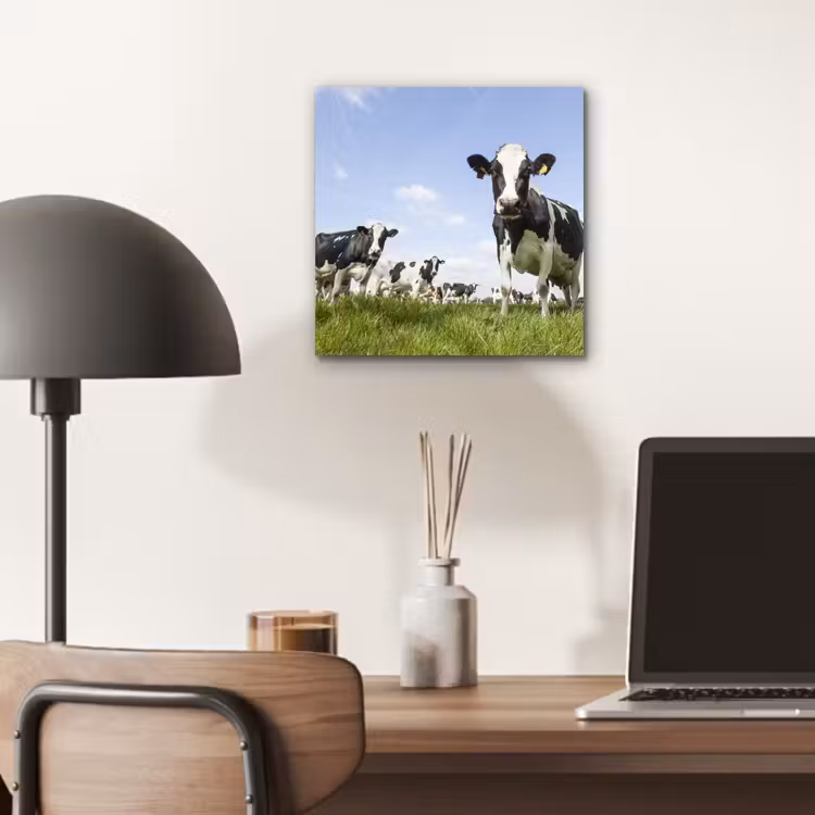 Koeien - Gras - Dieren - Zon - Boerderij aluminium wit klein -sfeer5