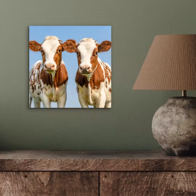 Koeien - Lucht - Dieren - Boerderij - Portret aluminium wit klein -sfeer2