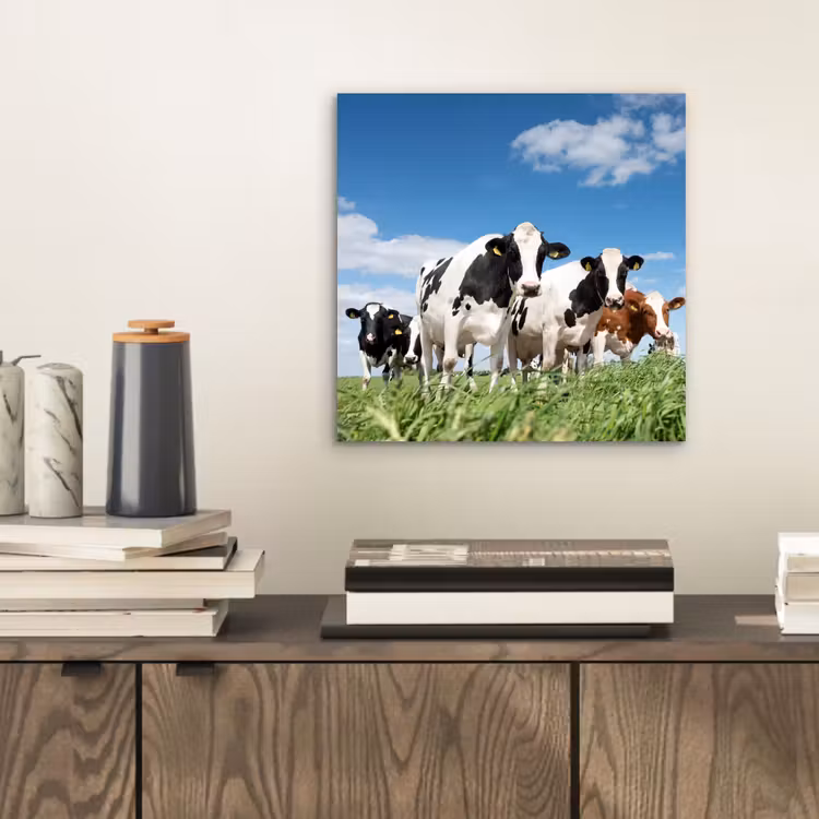 Koeien - Platteland - Weiland - Natuur - Dieren aluminium wit klein -sfeer1