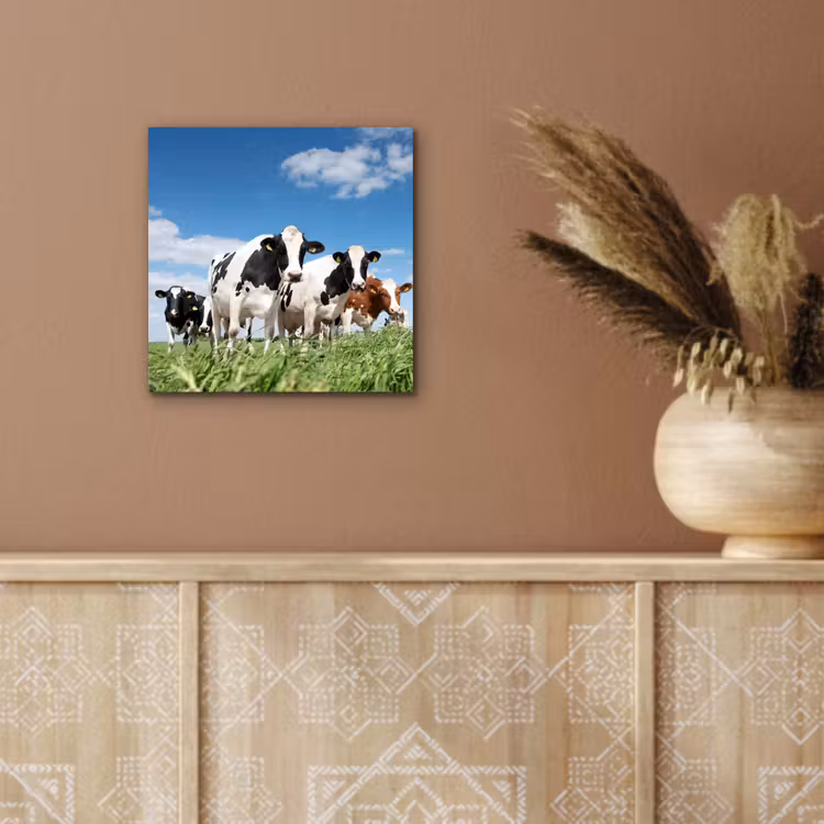 Koeien - Platteland - Weiland - Natuur - Dieren aluminium wit klein -sfeer4