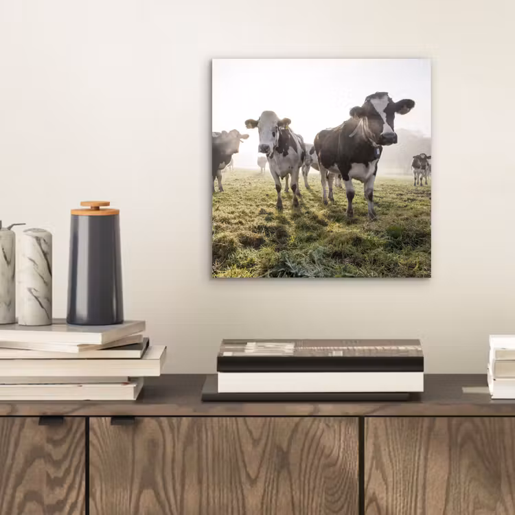 Koeien - Licht - Gras - Dieren aluminium wit klein -sfeer1