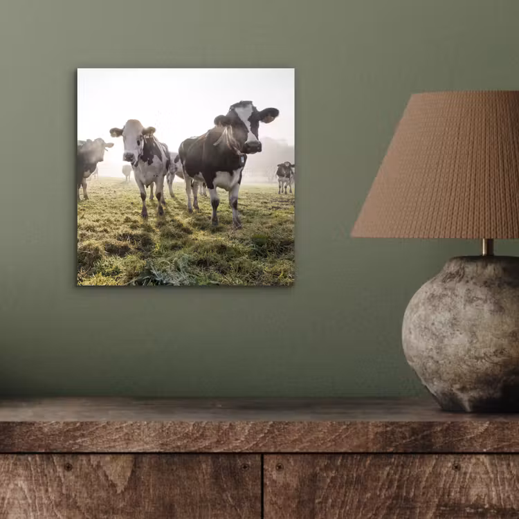 Koeien - Licht - Gras - Dieren aluminium wit klein -sfeer2