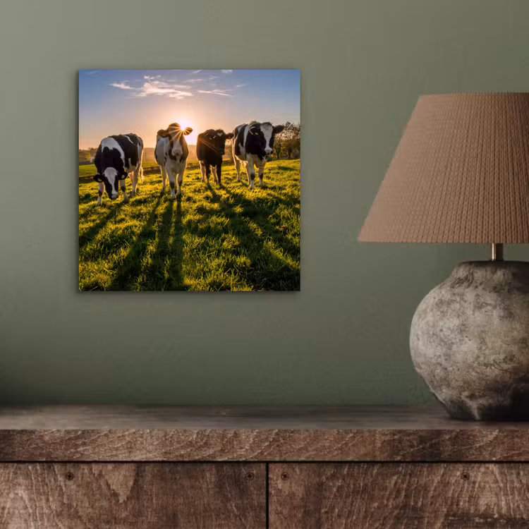 Koeien - Zon - Gras - Dieren - Boerderij aluminium wit klein -sfeer2