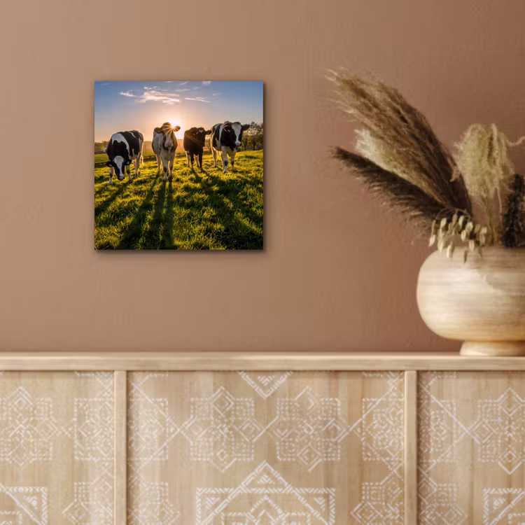 Koeien - Zon - Gras - Dieren - Boerderij aluminium wit klein -sfeer4