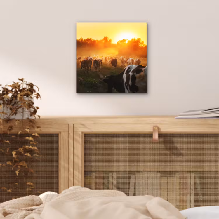 Koeien - Zonsondergang - Weiland - Dieren aluminium wit klein -sfeer3