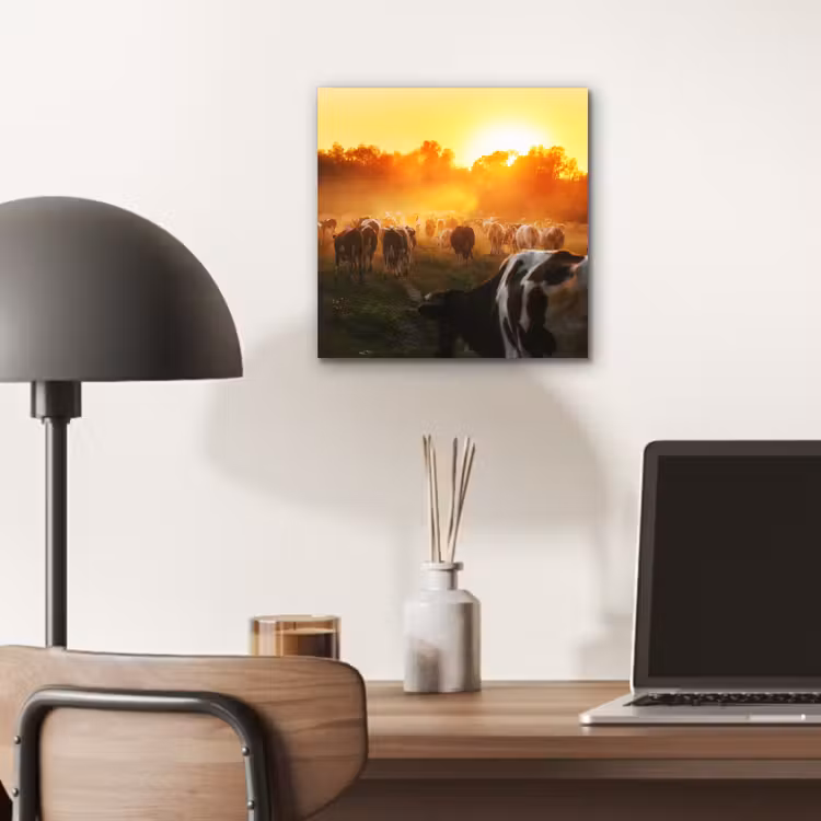 Koeien - Zonsondergang - Weiland - Dieren aluminium wit klein -sfeer5