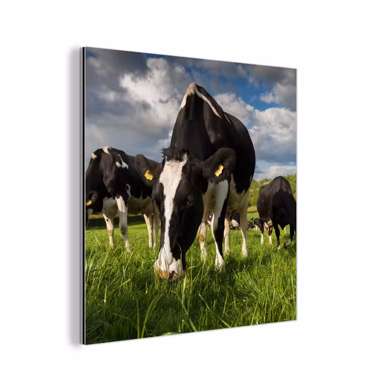 Koeien - Dieren - Gras - Weiland - Boerderij aluminium wit klein -3d
