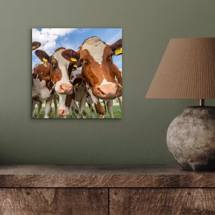 Koeien - Dieren - Weiland - Natuur aluminium wit klein -sfeer2